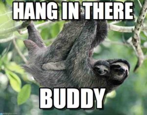 Meme of adult sloth and baby sloth hanging from tree branch with caption "hang in there buddy"